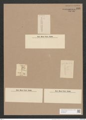 Navicula mesolepta var. nodosa (Ehr.) Brun. (de-Toni-Nr.: Genus 1, Species 77) Zeichnungen Sammlung Grunow Nr. 186 (NHMW-BOT-W0366423)